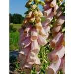 Digitalis purpurea 'Mixed Colours'