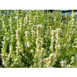 Hyssopus officinalis 'Albus'
