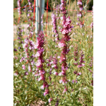 Hyssopus officinalis 'Roseus'