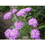 Iberis umbellata 'Lilac'