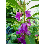 Impatiens balsamina 'Tom Thumb Mix'