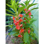 Impatiens balsamina 'Tom Thumb Mix'