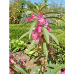 Impatiens balsamina 'Tom Thumb Mix'