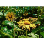 Inula helenium