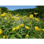 Inula magnifica