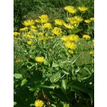 Inula magnifica