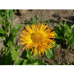 Inula orientalis