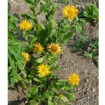 Inula orientalis