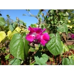 Ipomoea imperialis 'Sunrise Serenade'