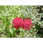 Knautia macedonica