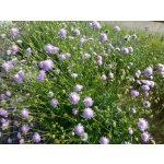 Knautia arvensis