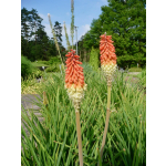 Kniphofia uvaria 'Grandiflora'