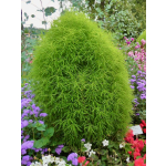 Kochia scoparia 'Childsii'