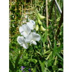 Lathyrus latifolius 'Perlenmischung'