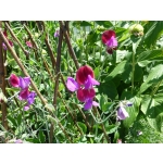 Lathyrus odoratus 'Grandiflora Cupani'