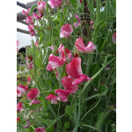 Lathyrus odoratus 'Grandiflora America'