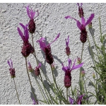 Lavandula stoechas