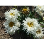 Leucanthemum x superbum 'Crazy Daisy'