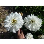 Leucanthemum x superbum 'Crazy Daisy'