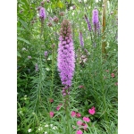 Liatris spicata