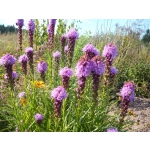 Liatris spicata 'Kobold'