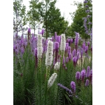 Liatris spicata 'Alba'