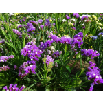 Limonium sinuatum 'Pacific-Hybriden'