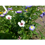 Linum grandiflorum 'Bright Eyes'