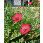 Linum grandiflorum 'Rubrum'