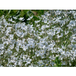 Linum perenne 'Album'