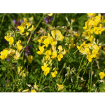 Lotus corniculatus
