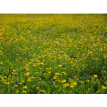 Lotus corniculatus