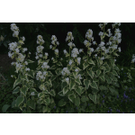 Lunaria annua 'Variegata'