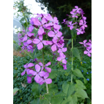 Lunaria annua (Mischung)