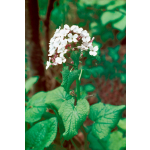 Lunaria rediviva