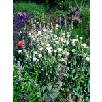 Lychnis coronaria 'Alba'