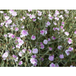 Lychnis coronaria 'Oculata'