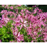 Lychnis flos-cuculi