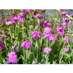 Lychnis flos-jovis