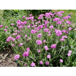 Lychnis flos-jovis