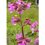 Lychnis viscaria 'Mosel'