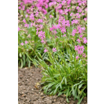 Lychnis viscaria 'Mosel'