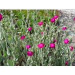 Lychnis coronaria