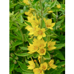 Lysimachia punctata