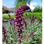 Lysimachia atropurpurea