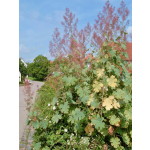 Macleaya microcarpa (cordata hort.)