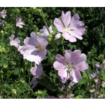 Malva thuringiaca (Lavatera)