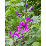 Malva sylvestris