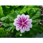 Malva sylvestris 'Zebrina'