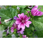 Malva sylvestris subsp. mauritiana